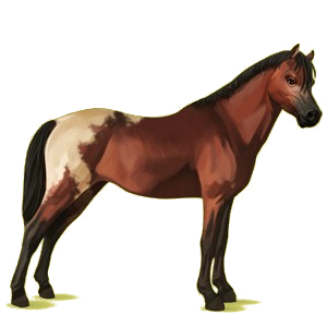 Pony Deutsches Reitpony Strawberry Roan