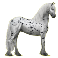 Reitpferd Friese Rappe