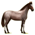 Reitpferd Hannoveraner Brauner
