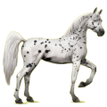 Reitpferd Araber Fuchs