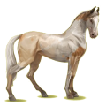 Reitpferd Marwari Apfelschimmel