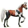 Reitpferd Araber Hellgrau