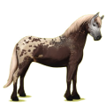 Pony Quarter Pony Rotbrauner