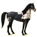 Reitpferd Mustang Rappe