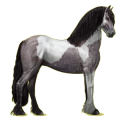 Reitpferd Friese Rappe