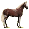 Reitpferd Hannoveraner Apfelschimmel