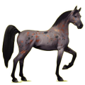 Reitpferd Araber Dunkelbrauner