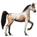 Reitpferd Araber Dunkelfuchs