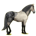 Reitpferd Andalusier Apfelschimmel