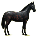 Reitpferd Holsteiner Brauner