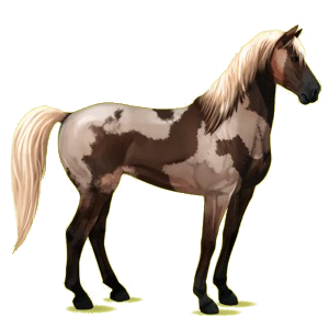 Reitpferd Mustang Hellgrau