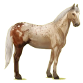 Reitpferd Paint Horse Apfelschimmel mit Tobiano-Scheckung