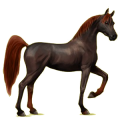 Reitpferd Araber Forellenschimmel