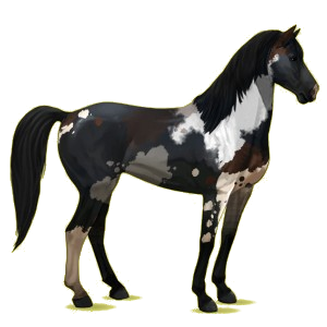 Reitpferd Mustang Rappe