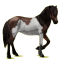 Reitpferd Isländer Dunkelbrauner