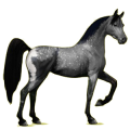 Reitpferd Araber Hellgrau