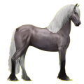 Reitpferd Friese Rappe