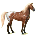 Reitpferd Mustang Brauner