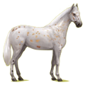 Reitpferd Don-Pferd Brauner