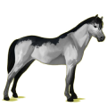 Pony Deutsches Reitpony Rappe