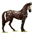Reitpferd Marwari Fuchs