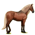 Reitpferd Andalusier Rappe