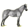 Pony Deutsches Reitpony Dunkelfuchs mit heller Mähne