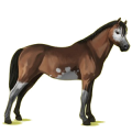 Pony Deutsches Reitpony Brauner