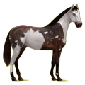 Reitpferd Don-Pferd Dunkelfuchs