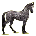 Reitpferd Marwari Fuchs