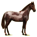 Reitpferd Holsteiner Dunkelfuchs