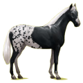 Reitpferd Holsteiner Dunkelfuchs