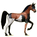 Reitpferd Araber Falbe