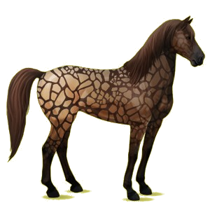 Reitpferd Mustang Roan