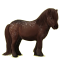 Pony Shetlandpony Fuchs