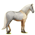 Reitpferd Andalusier Mausgrau