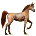 Reitpferd Araber Hellgrau
