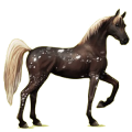 Reitpferd Araber Brauner