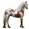 Reitpferd Friese Rappe
