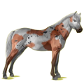 Pony Deutsches Reitpony Rotbrauner
