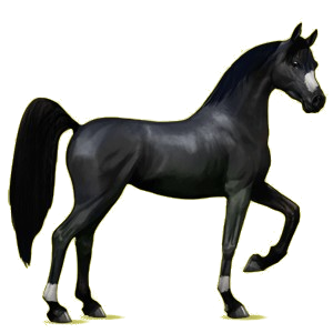 Reitpferd Araber Hellgrau