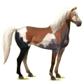 Reitpferd Mustang Cremello