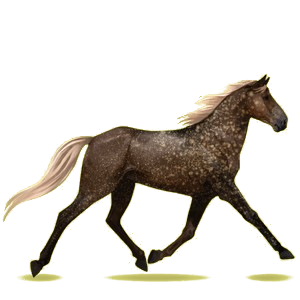 Reitpferd Morgan Dunkelfuchs mit heller Mähne