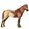Pony Deutsches Reitpony Fuchs