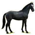 Reitpferd Trakehner Rappe