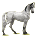 Reitpferd Marwari Hellgrau