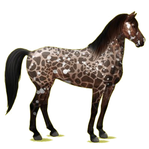 Reitpferd Mustang Roan