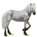 Reitpferd Isländer Dunkelbrauner