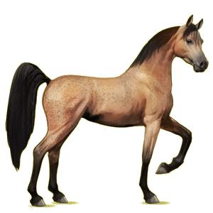 Reitpferd Araber Fuchs