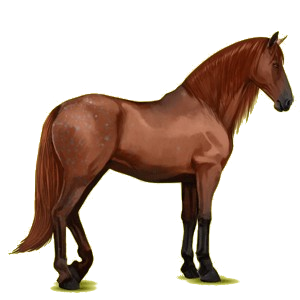 Reitpferd Berber Fuchs